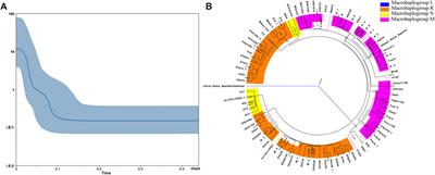 Genetic Background of Kirgiz Ethnic Group From Northwest China Revealed by Mitochondrial DNA Control Region Sequences on Massively Parallel Sequencing